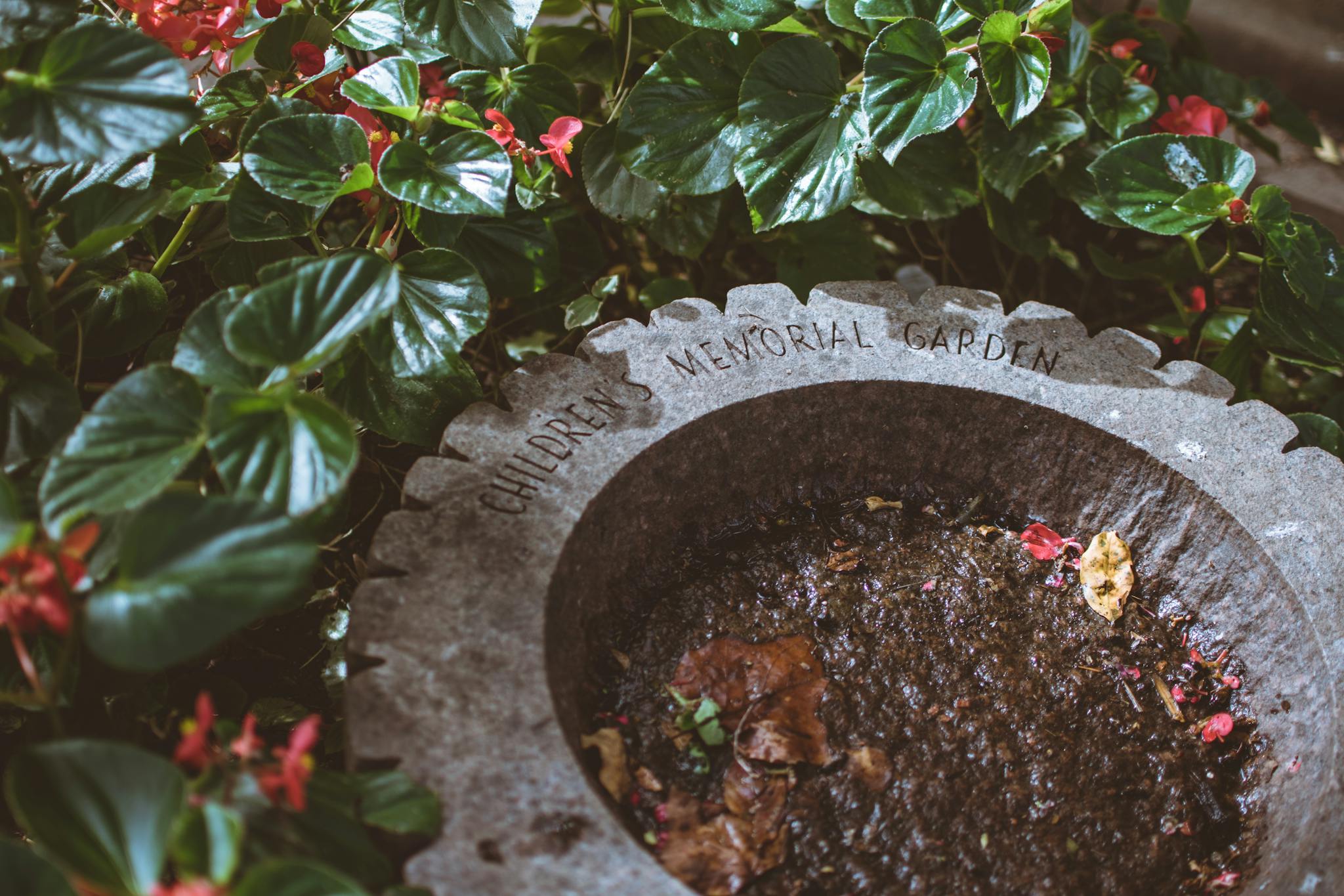 Serene scene in Children's Memorial Garden featuring vibrant flowers and lush leaves.