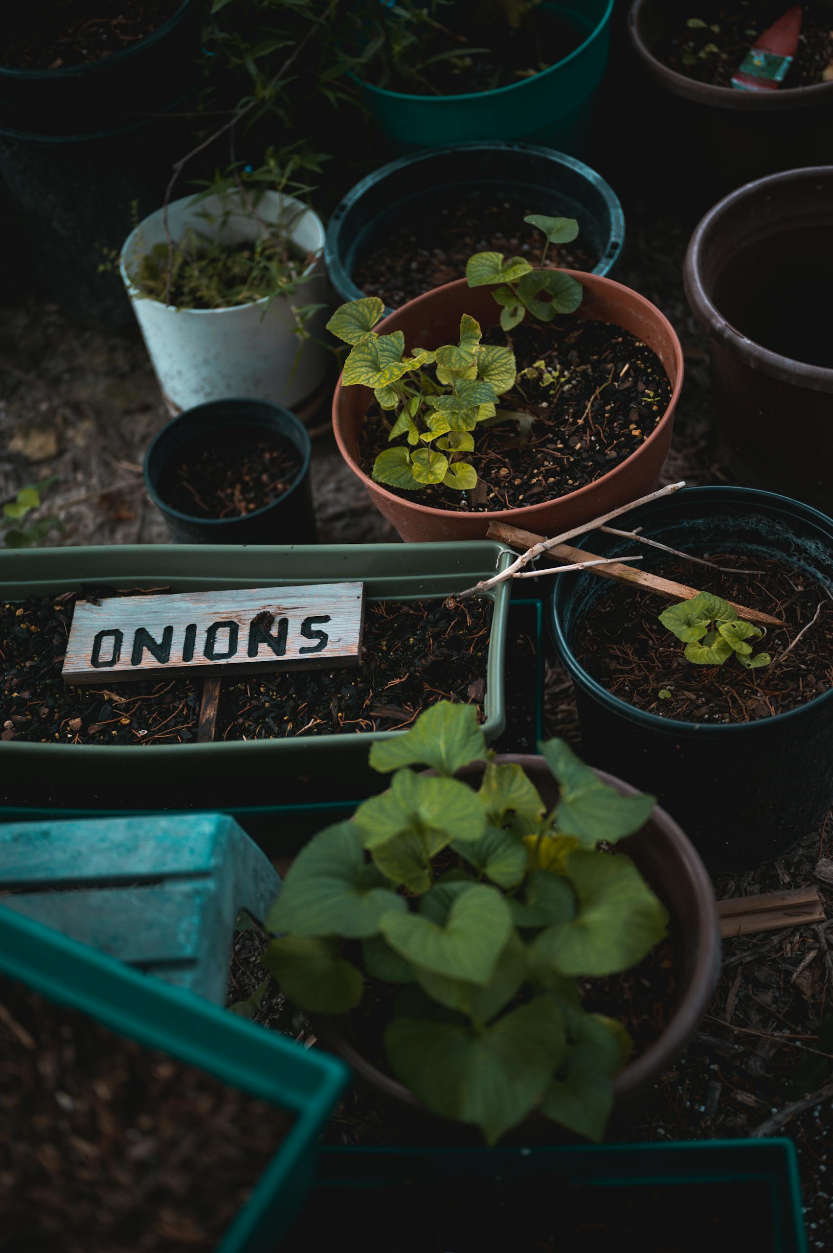 Close-up view of various potted onion plants in a home garden, with a rustic label board.
